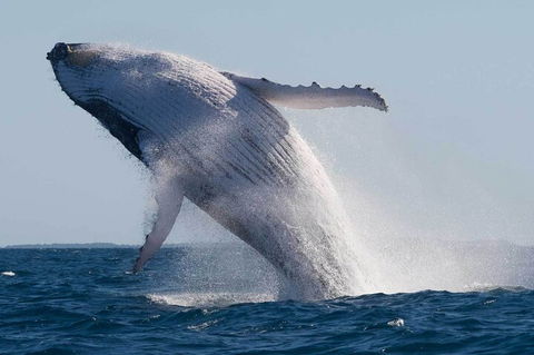 Mooloolaba Whale Watching Tour - Pubs Melbourne 4