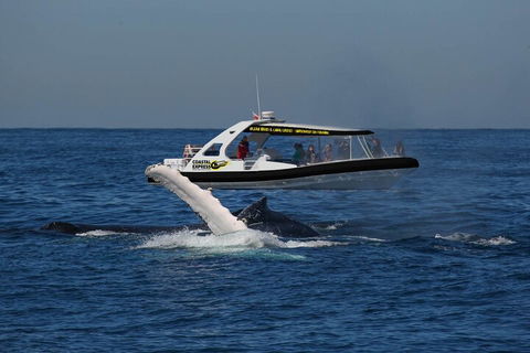 Mooloolaba Whale Watching Tour - Pubs Melbourne 5