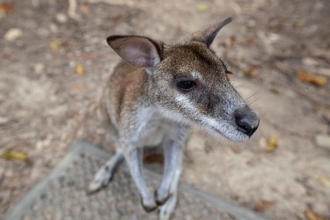2 Day Daintree Rainforest, Cape Tribulation And Outback Chillagoe Tour - Pubs Melbourne 4