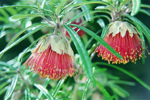 Full-Day Pinnacles Desert And Yanchep National Park Tour From Perth - Pubs Melbourne 1