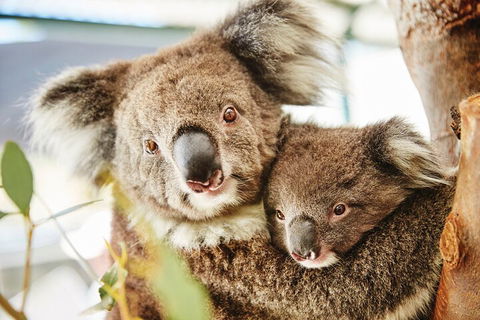 Full-Day Pinnacles Desert And Yanchep National Park Tour From Perth - Pubs Melbourne 5