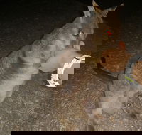 Private Tour to Paronella Park Historic Village Herberton and wild life Wallaby - Pubs Melbourne