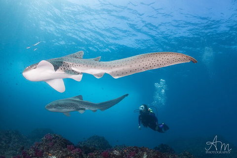 3-Hour Byron Bay Certified Scuba Diving Tour - Pubs Melbourne 3