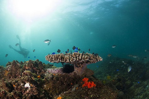 3-Hour Byron Bay Certified Scuba Diving Tour - Pubs Melbourne 4