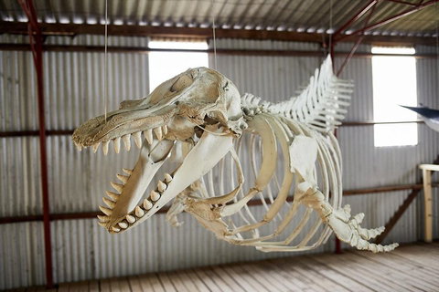 Albany's Whale Story - Pubs Melbourne 3