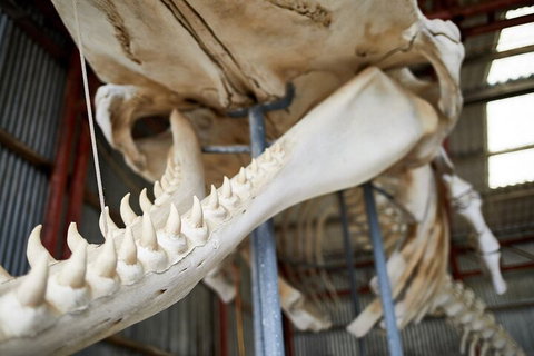 Albany's Whale Story - Pubs Melbourne 5