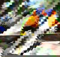 Wildlife Habitat Port Douglas - Pubs Melbourne