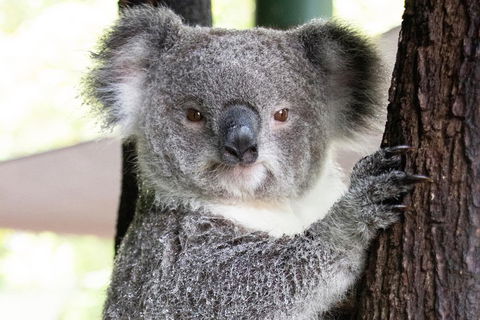 Wildlife Habitat Port Douglas - Pubs Melbourne 1