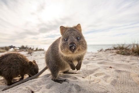 Rottnest Bayseeker Bus Tour From Hillarys Boat Harbour - Pubs Melbourne 1