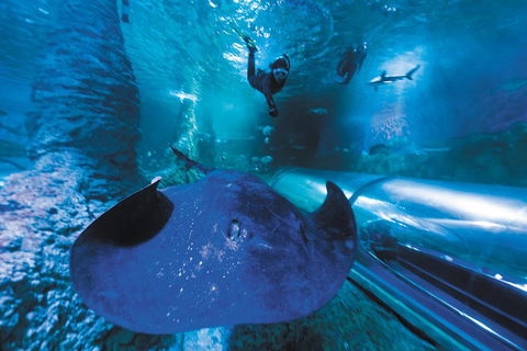 Snorkel With Sharks At AQWA - Pubs Melbourne 0