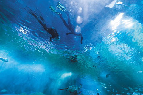 Snorkel With Sharks At AQWA - Pubs Melbourne 1