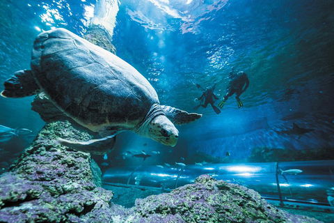 Snorkel With Sharks At AQWA - Pubs Melbourne 4