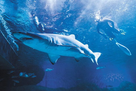 Snorkel With Sharks At AQWA - Pubs Melbourne 5