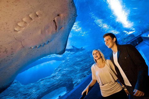 Dive With Sharks At AQWA - Pubs Melbourne 0