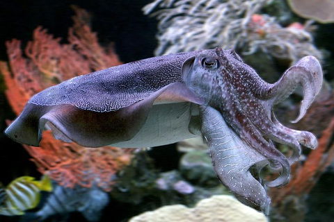 Dive With Sharks At AQWA - Pubs Melbourne 1