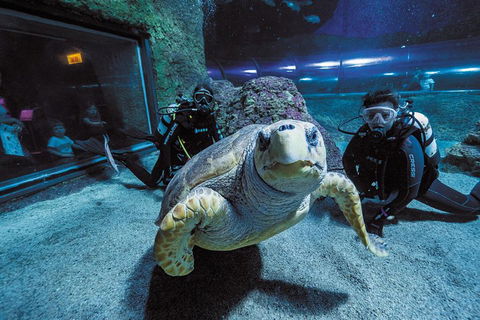 Dive With Sharks At AQWA - Pubs Melbourne 2