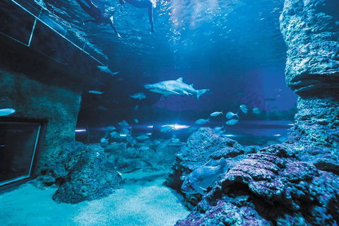 Dive With Sharks At AQWA - Pubs Melbourne 3