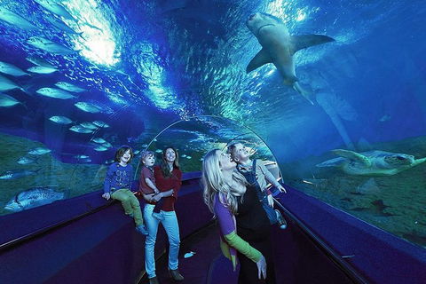 Dive With Sharks At AQWA - Pubs Melbourne 5