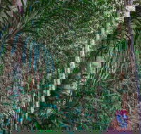 Atherton Tablelands Rain Forest by Night from Cairns - Pubs Melbourne