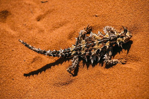 4-Day Coastal Loop Via Monkey Mia Wild Dolphins Kalbarri Pinnacles Perth Return - Pubs Melbourne 5