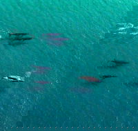 40-45 Minute Port Stephens and Stockton Beach Helicopter Flight - For 2 - Pubs Melbourne
