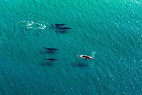 40-45 Minute Port Stephens And Stockton Beach Helicopter Flight - For 2 - Pubs Melbourne 0