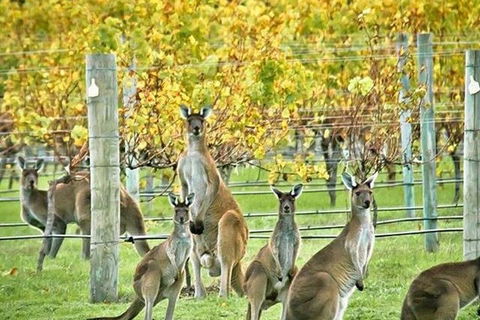 Margaret River Indulge And Discover Day Tour - Pubs Melbourne 0