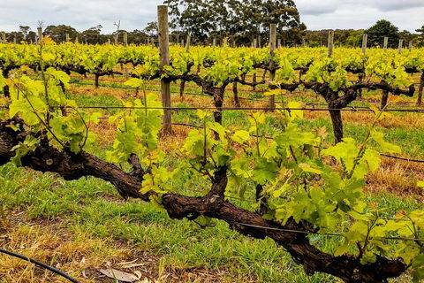 Margaret River Indulge And Discover Day Tour - Pubs Melbourne 5