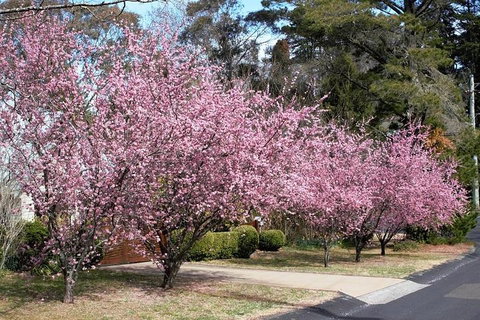 Blue Mountains - Pubs Melbourne 1