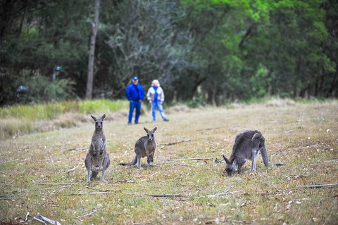 Blue Mountains Private Tour From Sydney - Pubs Melbourne 2