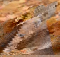 Australian animals Seascape and Sunset Photography Tour - Pubs Melbourne
