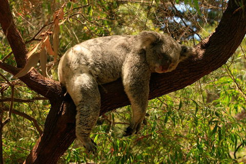 Australian Animals, Seascape And Sunset Photography Tour - Pubs Melbourne 1