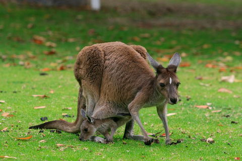 Australian Animals, Seascape And Sunset Photography Tour - Pubs Melbourne 2