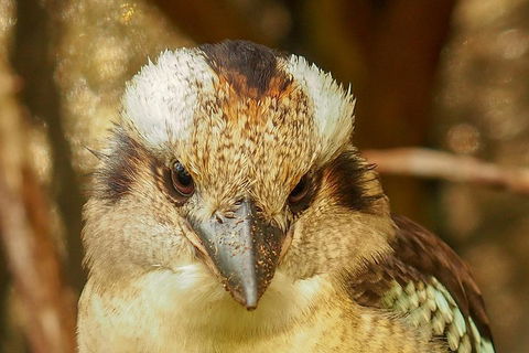 Australian Animals, Seascape And Sunset Photography Tour - Pubs Melbourne 3