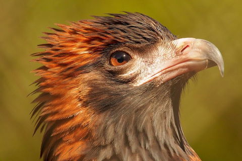 Australian Animals, Seascape And Sunset Photography Tour - Pubs Melbourne 4