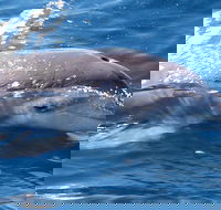 Jervis Bay Dolphin Watch Cruise - Pubs Melbourne