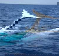 Whale Watching Jervis Bay - Pubs Melbourne