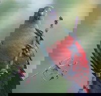 Inside the Greater Blue Mountains World Heritage - A Wildlife Safari Overnight - Pubs Melbourne