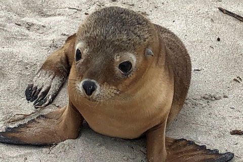 Kangaroo Island Scenic Trail Tour - Pubs Melbourne 0