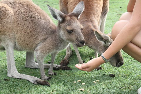 Pinnacles Desert, Koalas And Sandboarding 4WD Day Tour From Perth - Pubs Melbourne 1