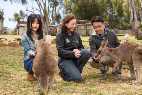 Bonorong Wildlife Park And Richmond Afternoon Tour From Hobart - Pubs Melbourne 1