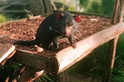 Bonorong Wildlife Park And Richmond Afternoon Tour From Hobart - Pubs Melbourne 4