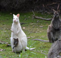 Full-Day Guided Bruny Island Tour from Hobart - Pubs Melbourne