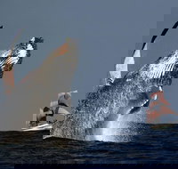 Sydney Harbour Tall Ship Whale  Sail - Whale Watching Cruise - Pubs Melbourne