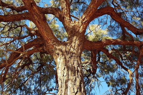 Mount Conner 4WD Small Group Tour From Ayers Rock Including Dinner - Pubs Melbourne 3