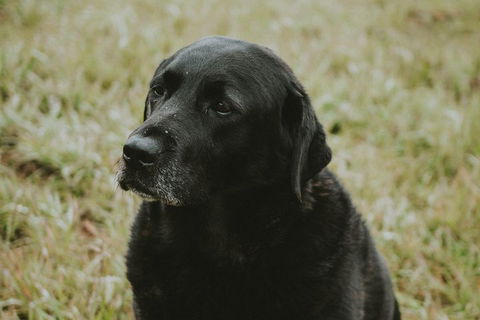 Daylesford Wine Tours: Wine, Cider, Gin, Vodka, Port, Food & Sights Tours! - Pubs Melbourne 4