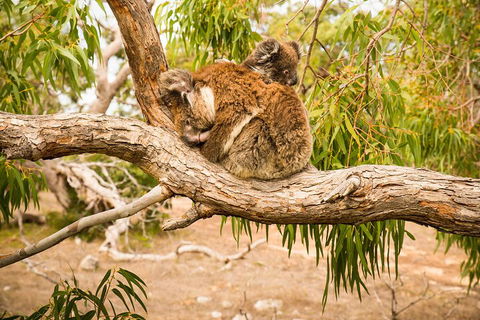 10 Day Perth To Adelaide Private Tour - The Great Australian Wilderness Journey - Pubs Melbourne 4