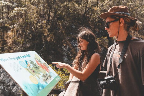 Springbrook AndTamborine Rainforest Tour Incl Natural Bridge And Glow Worm Cave - Pubs Melbourne 0