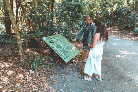 Springbrook AndTamborine Rainforest Tour Incl Natural Bridge And Glow Worm Cave - Pubs Melbourne 5