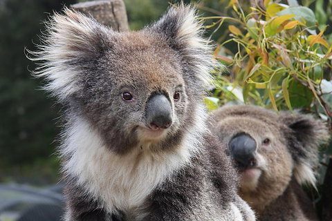 Kuranda Koala Gardens And Birdworld Admission Tickets - Pubs Melbourne 0